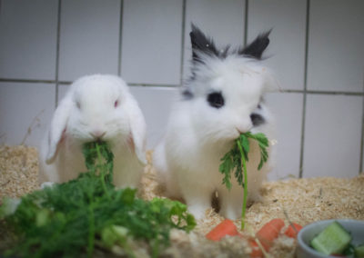Alice & Marcel