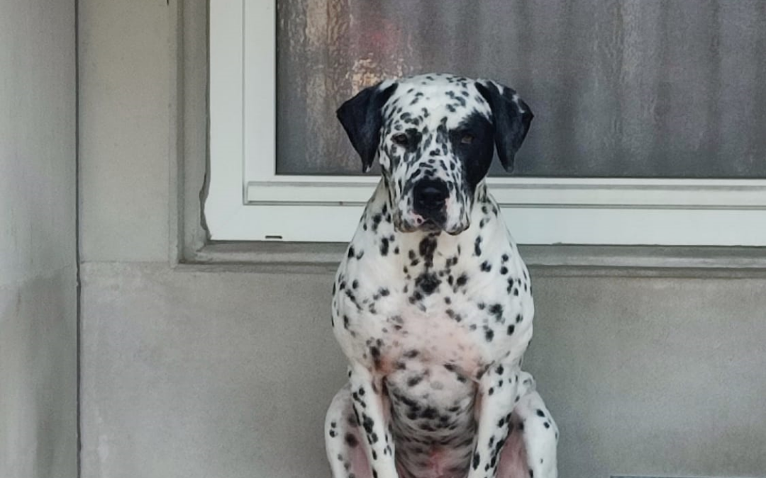 Bruno