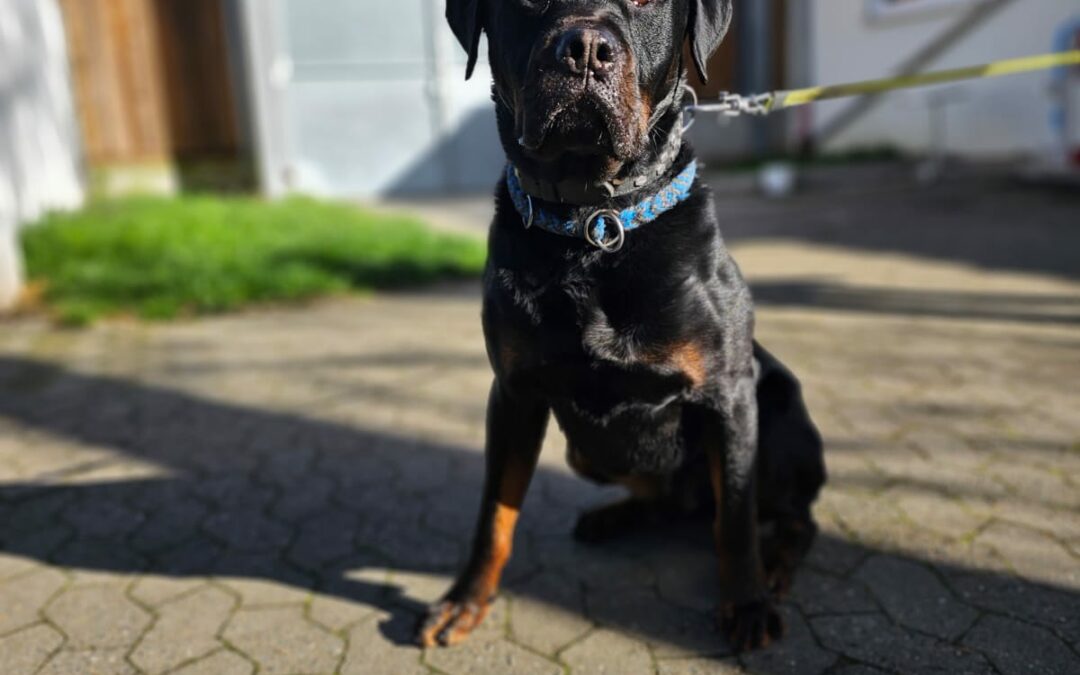 Rocky