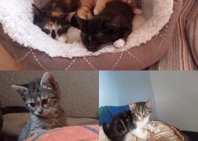 Kitten auf Pflegeplatz (PLZ 67308)