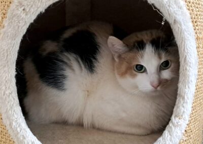 Catalie