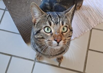 Enzo