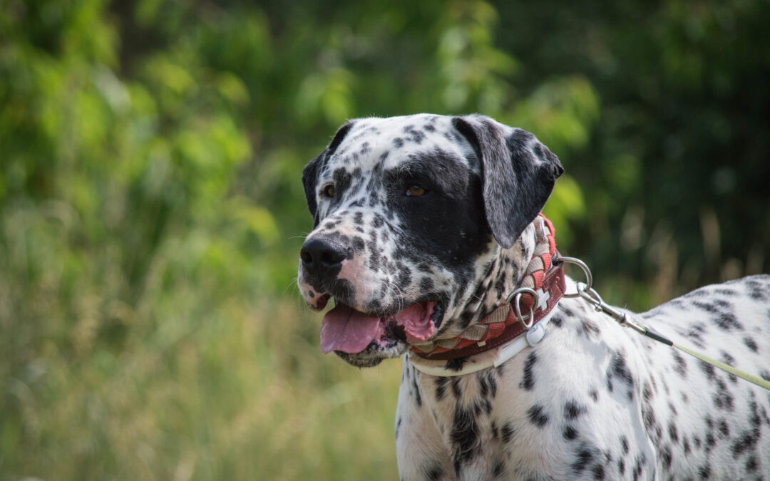 Bruno