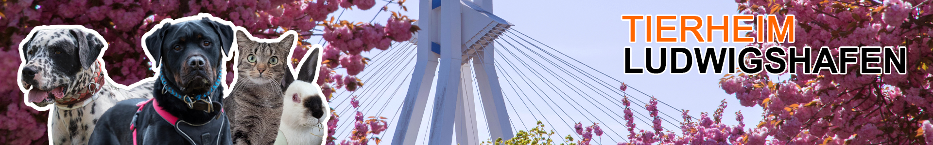 Banner Allgemein