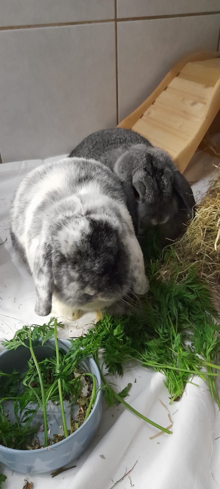 Kaninchen1