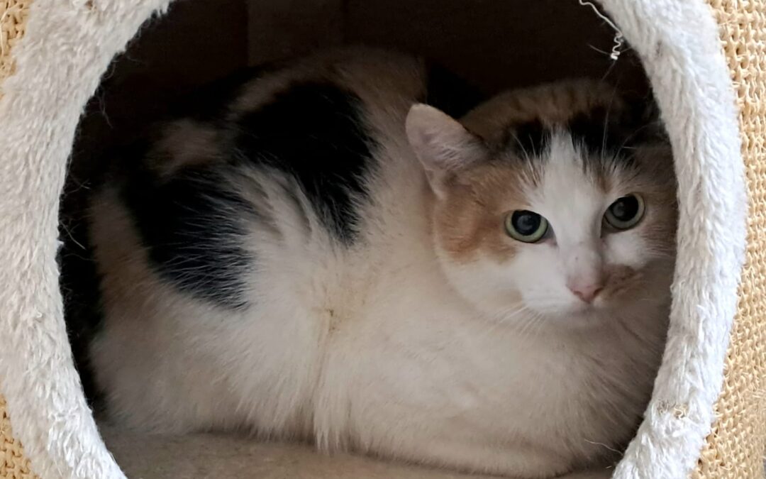 Catalie