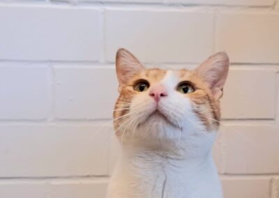 Luca