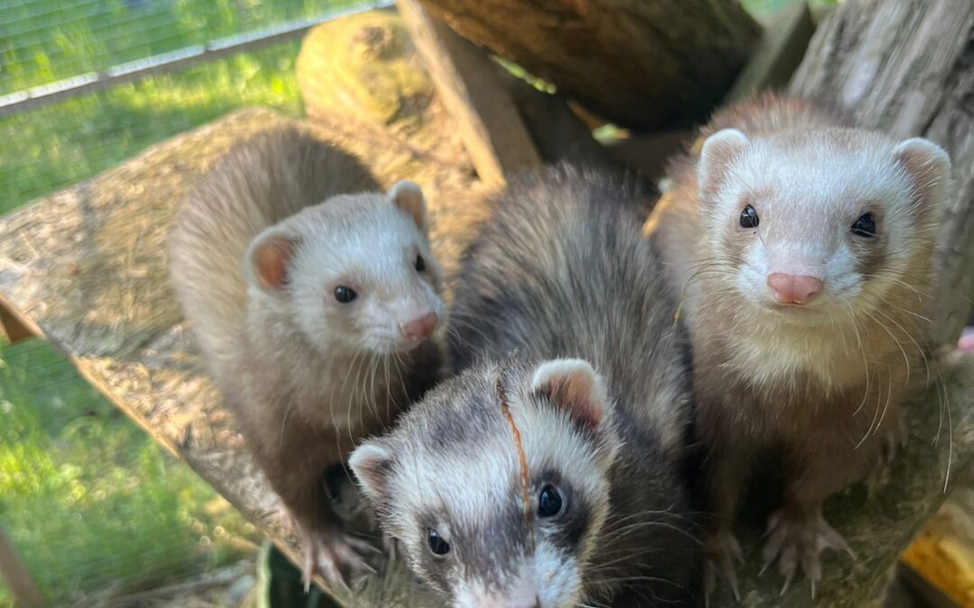 Zohan & Isaac & Yukon