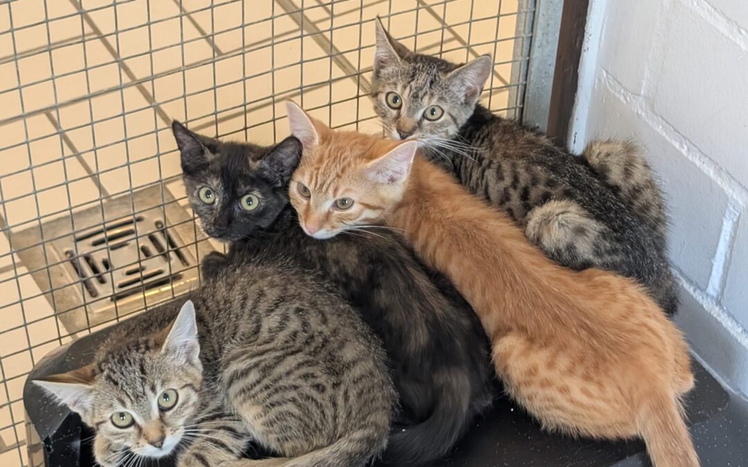 Kitten
