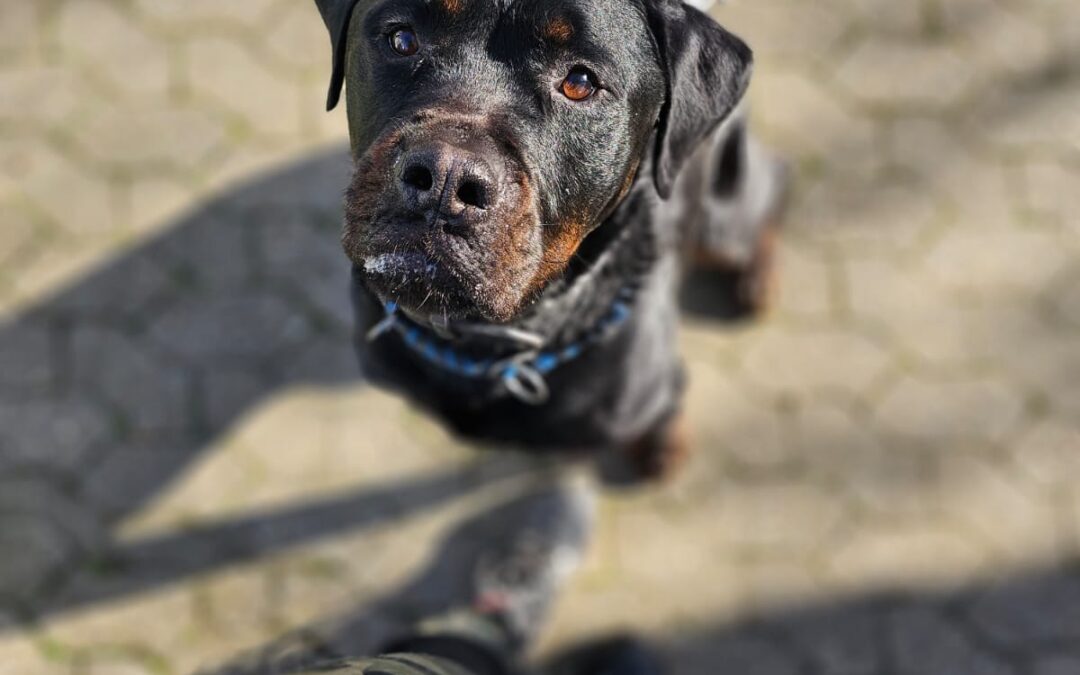 Rocky