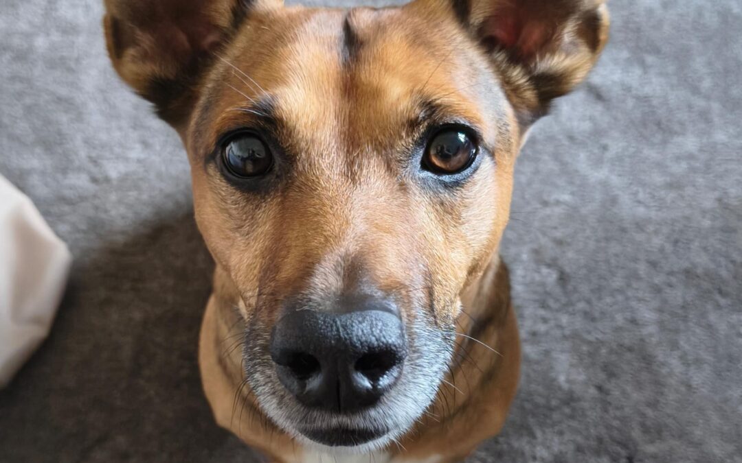 Milo