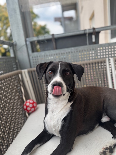 Paplo