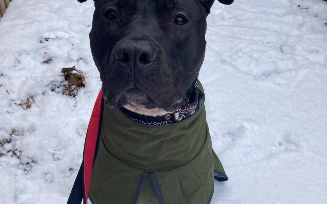 Fiete – Anfragestopp