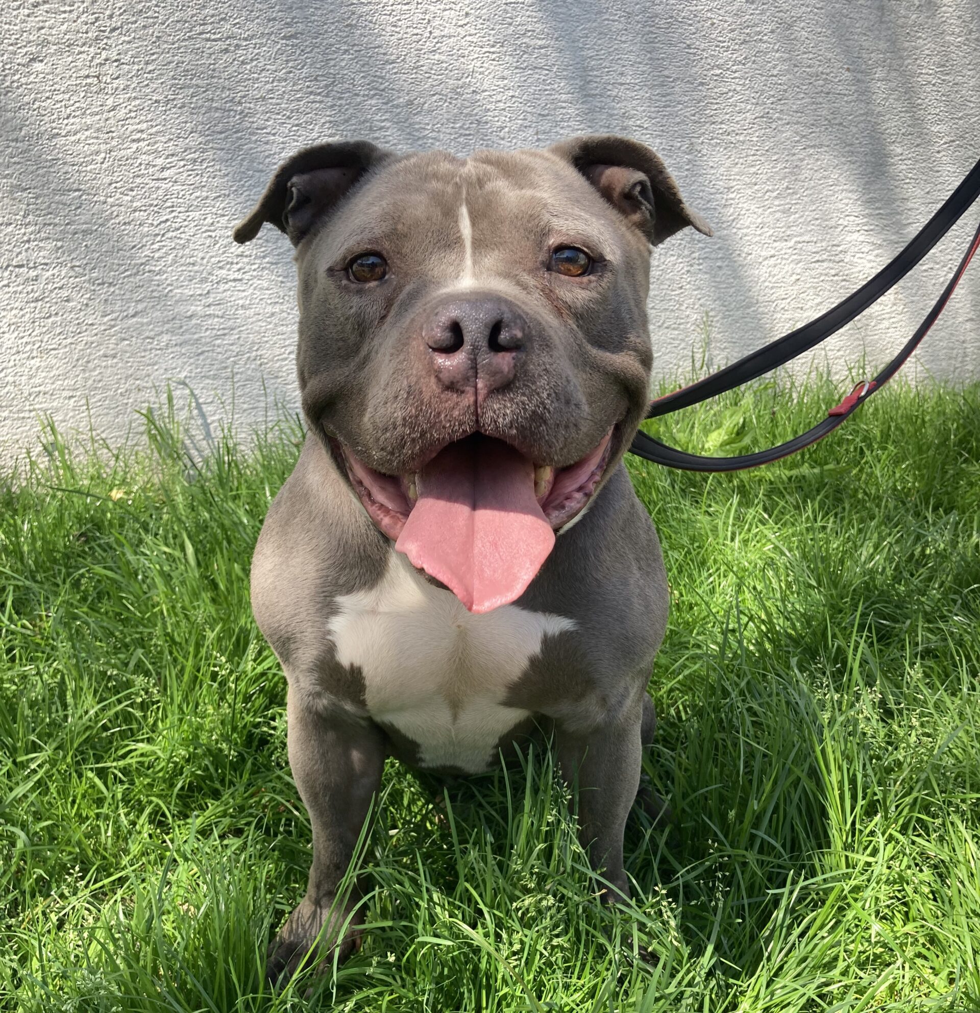 Minion, American Staffordshire Terrier-Mischling – Tierheim Ludwigshafen