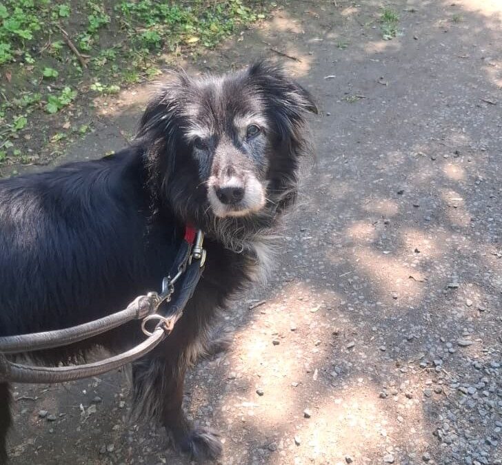 Lila sucht eine Pflegestelle/Palliativplatz