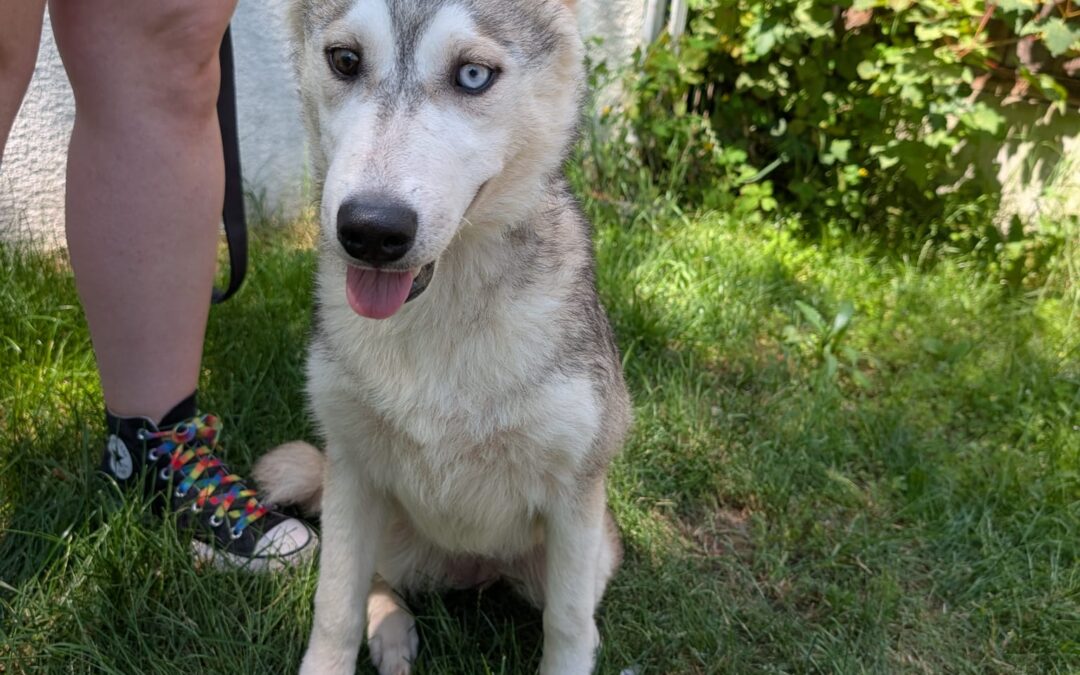 Pepper – hat Interessenten