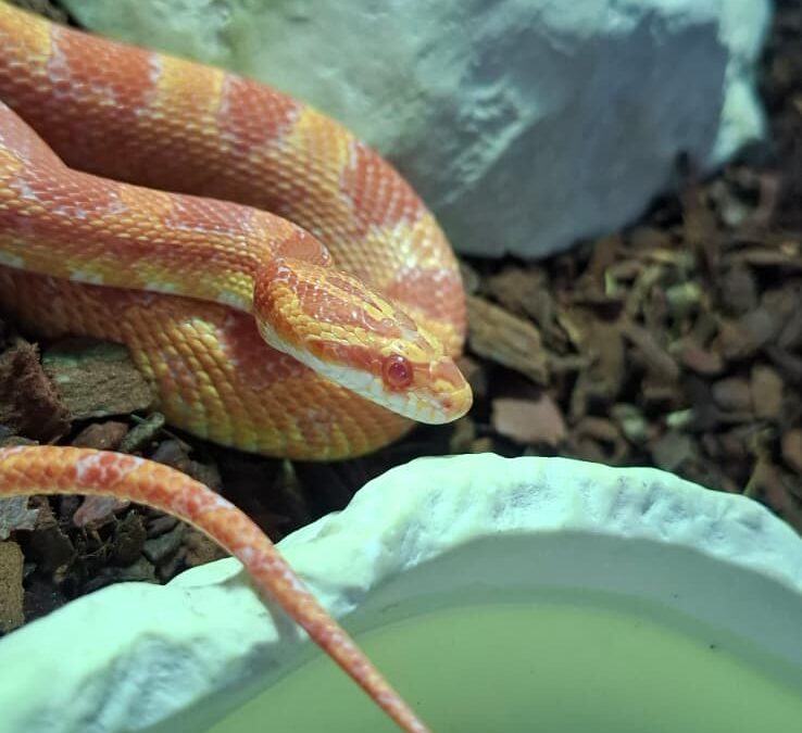 Paprika