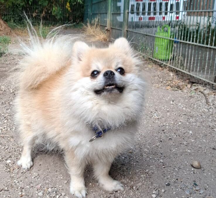 Pellkartoffel