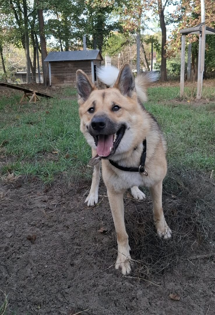 Nikita, Akita-Schäferhund – Tierheim Ludwigshafen