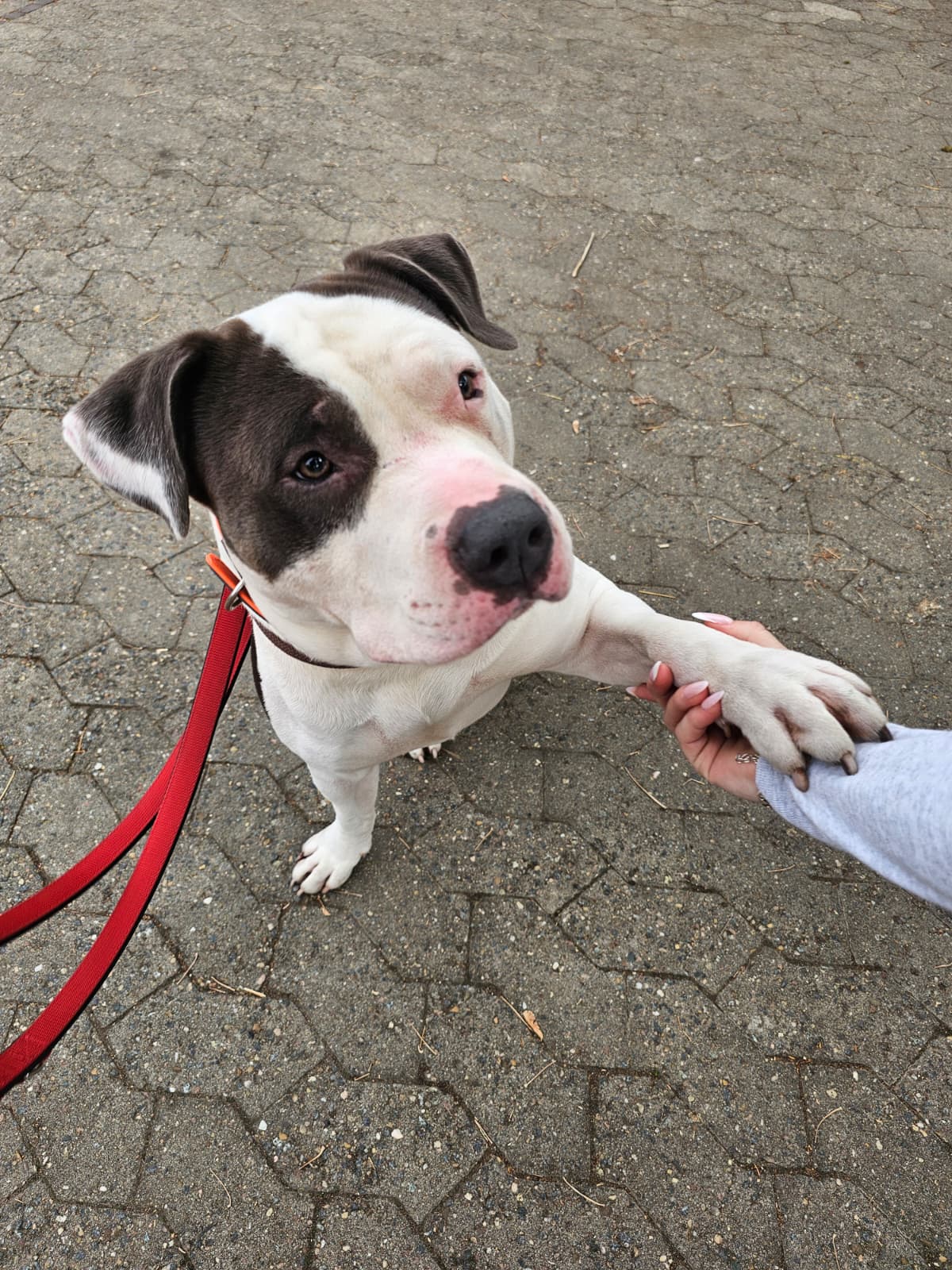 Stitch, American Staffordshire Terrier – Tierheim Ludwigshafen