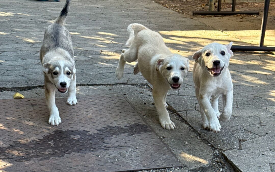Stelu (wbl), Mura (wbl), Pufi (ml)