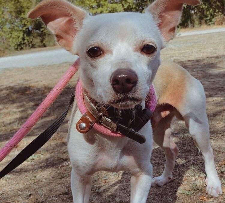 Frankie – steht noch nicht zur Vermittlung