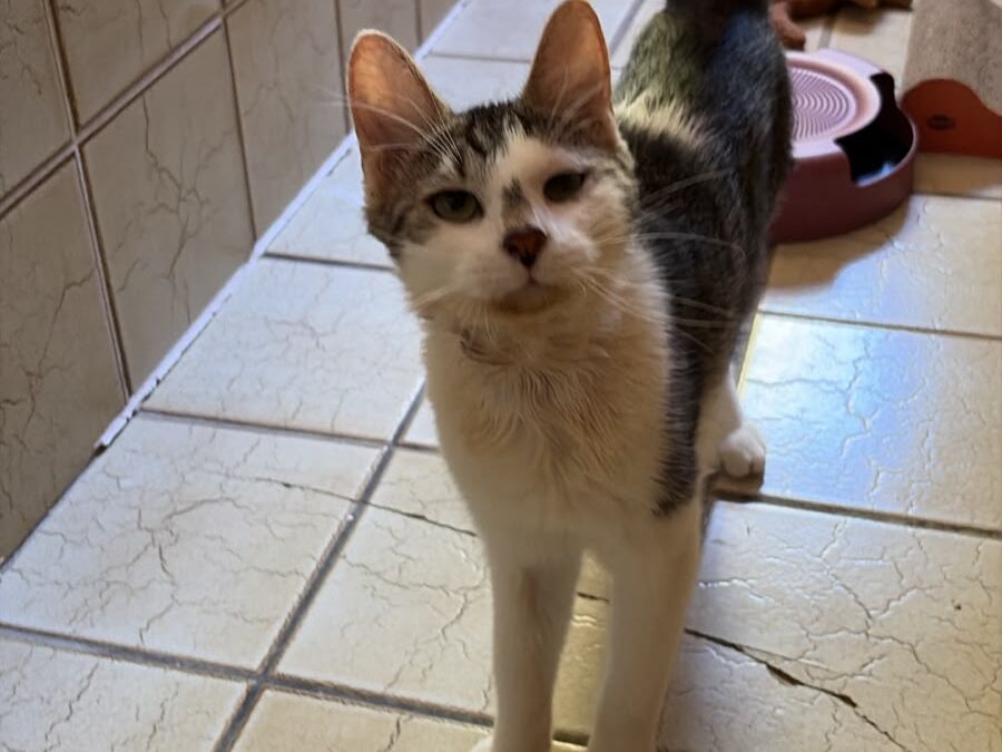 Oscar