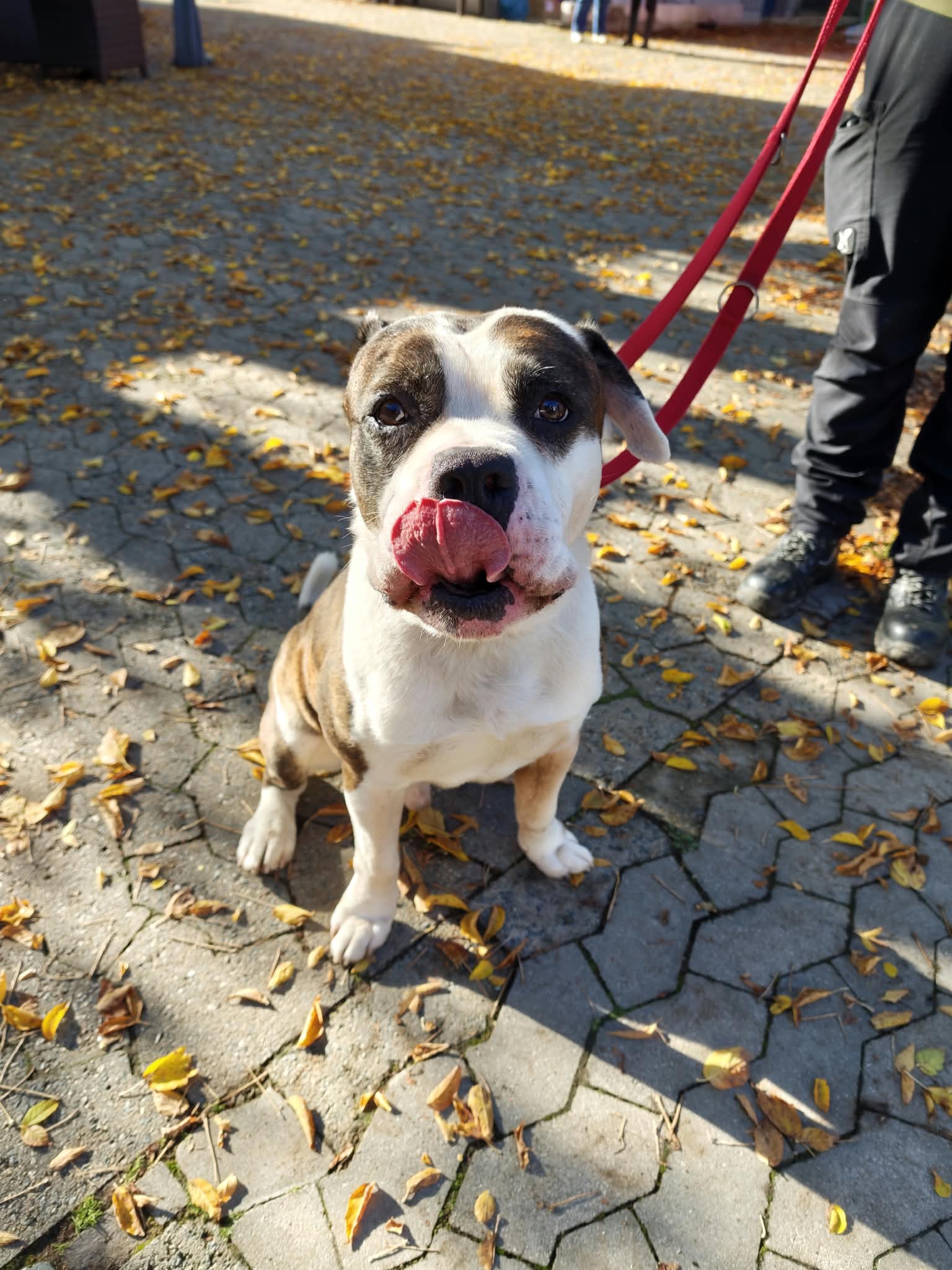 Bernd, OldEnglish Bulldog – Tierheim Ludwigshafen