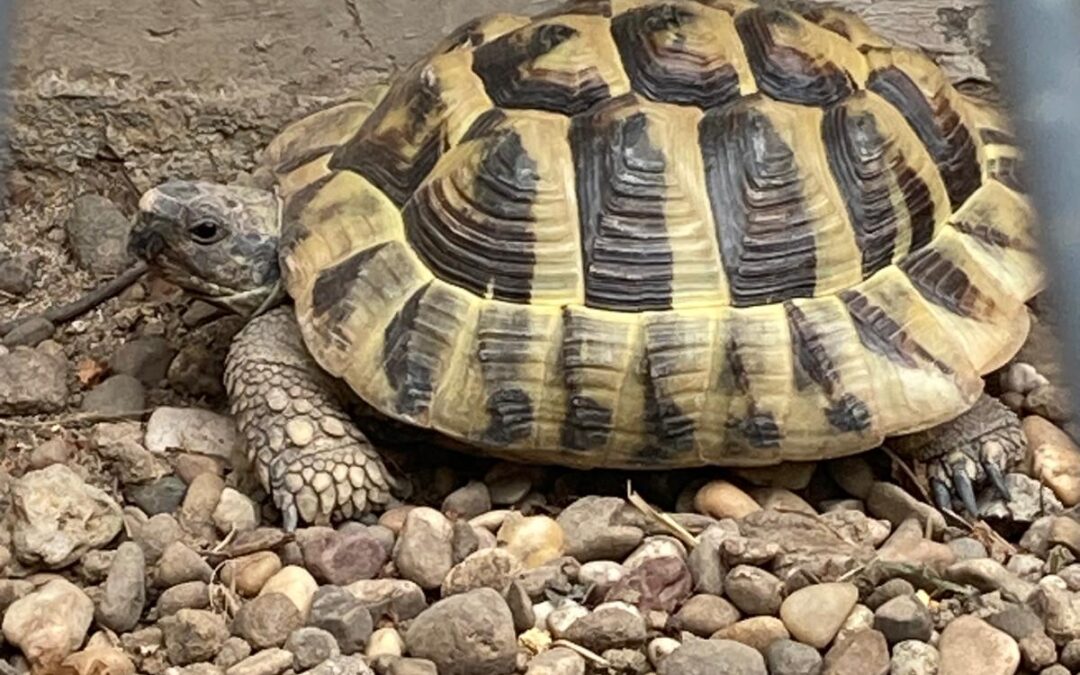 griechische Landschildkröten
